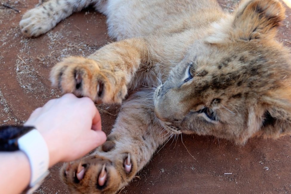 Lion cub petting